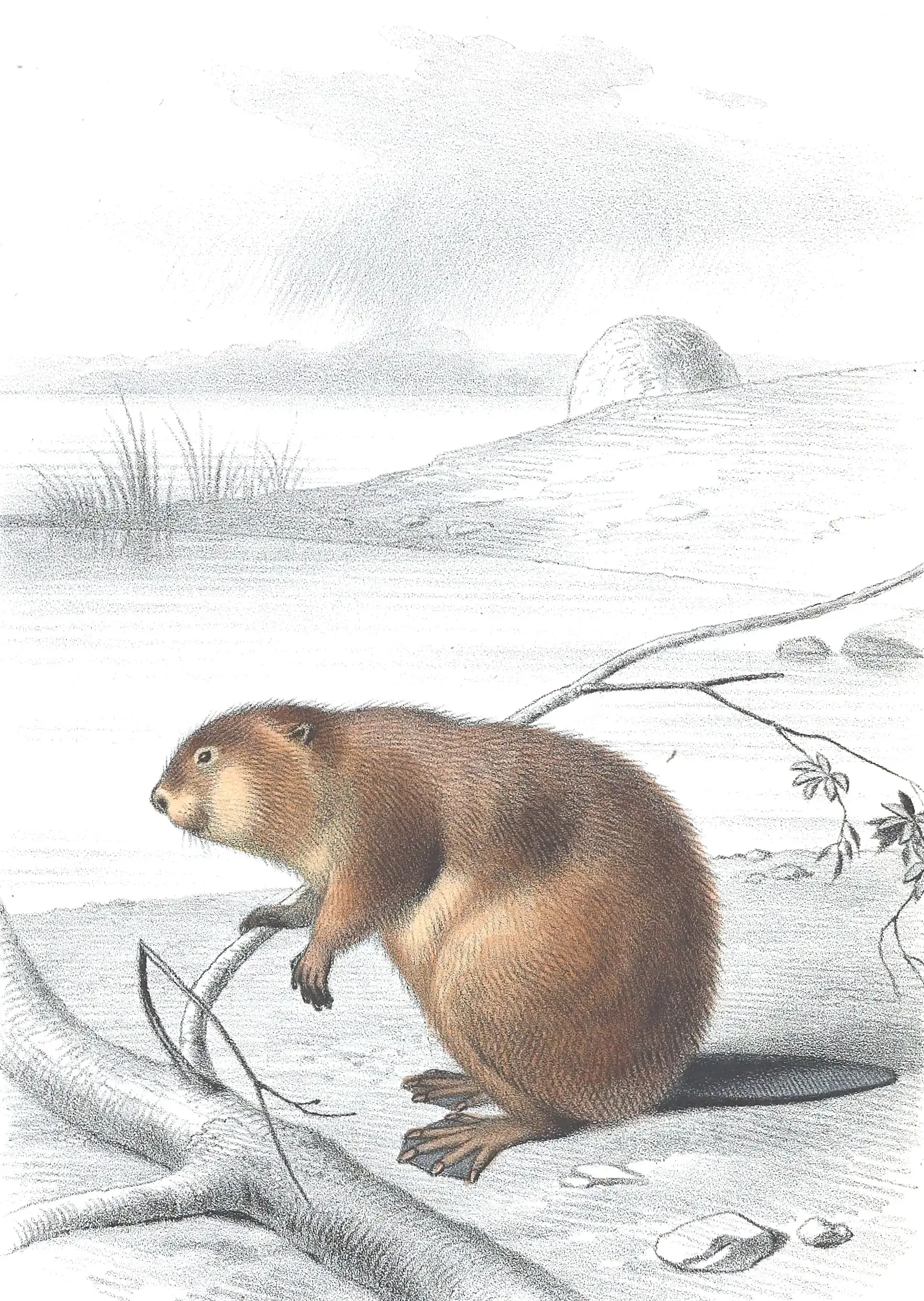 Antique illustration of beaver