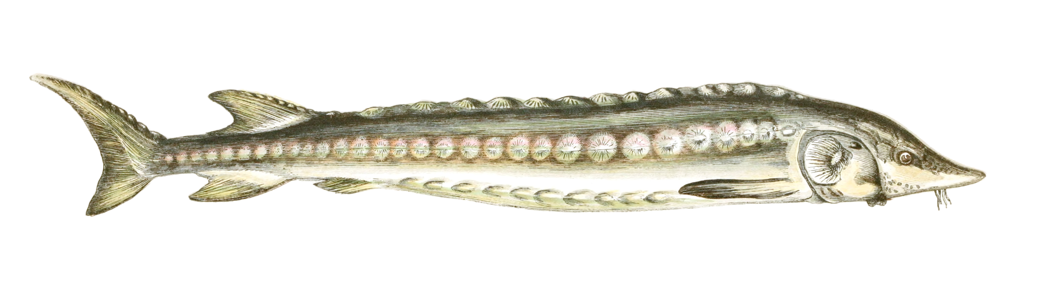 Vintage illustration of common sturgeon fish