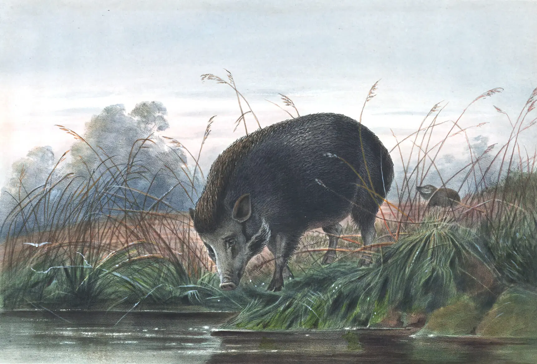 Vintage illustration of Andaman pig