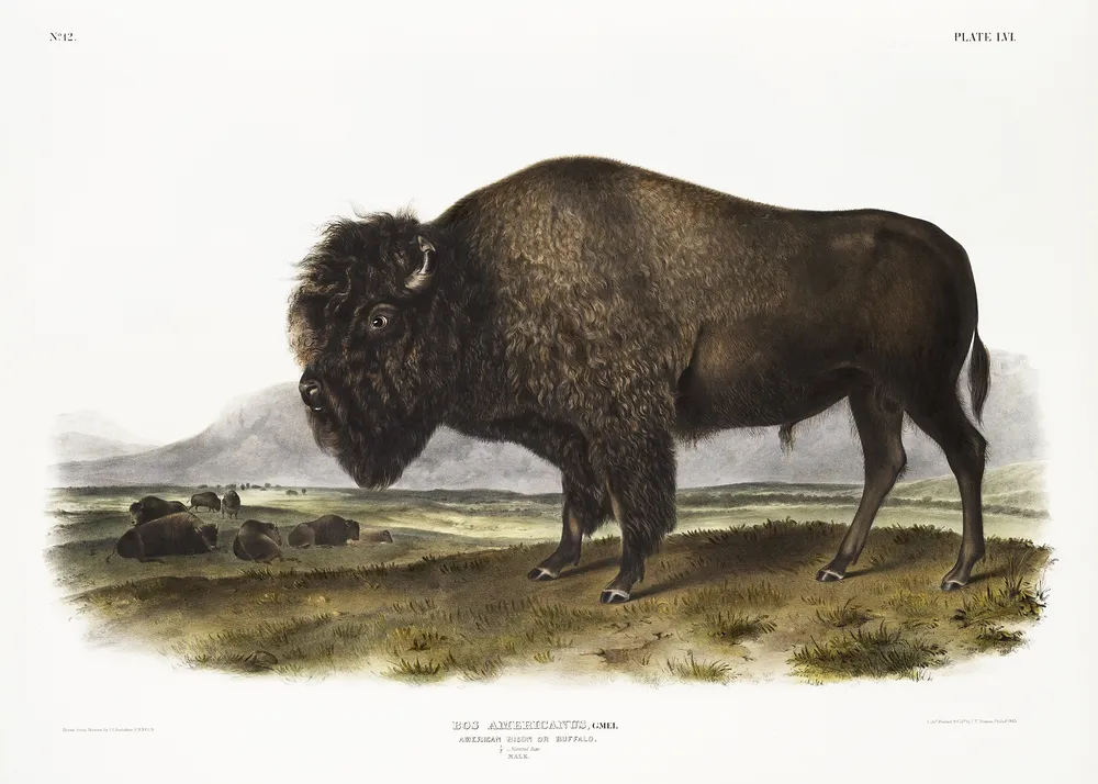 Bison portrait